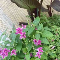 ガーデニング,ありがとう,大好き♡︎ʾʾ,大好きなお花,美しい花の画像