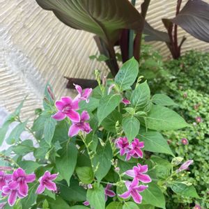 ガーデニング,ありがとう,大好き♡︎ʾʾ,大好きなお花,美しい花の画像