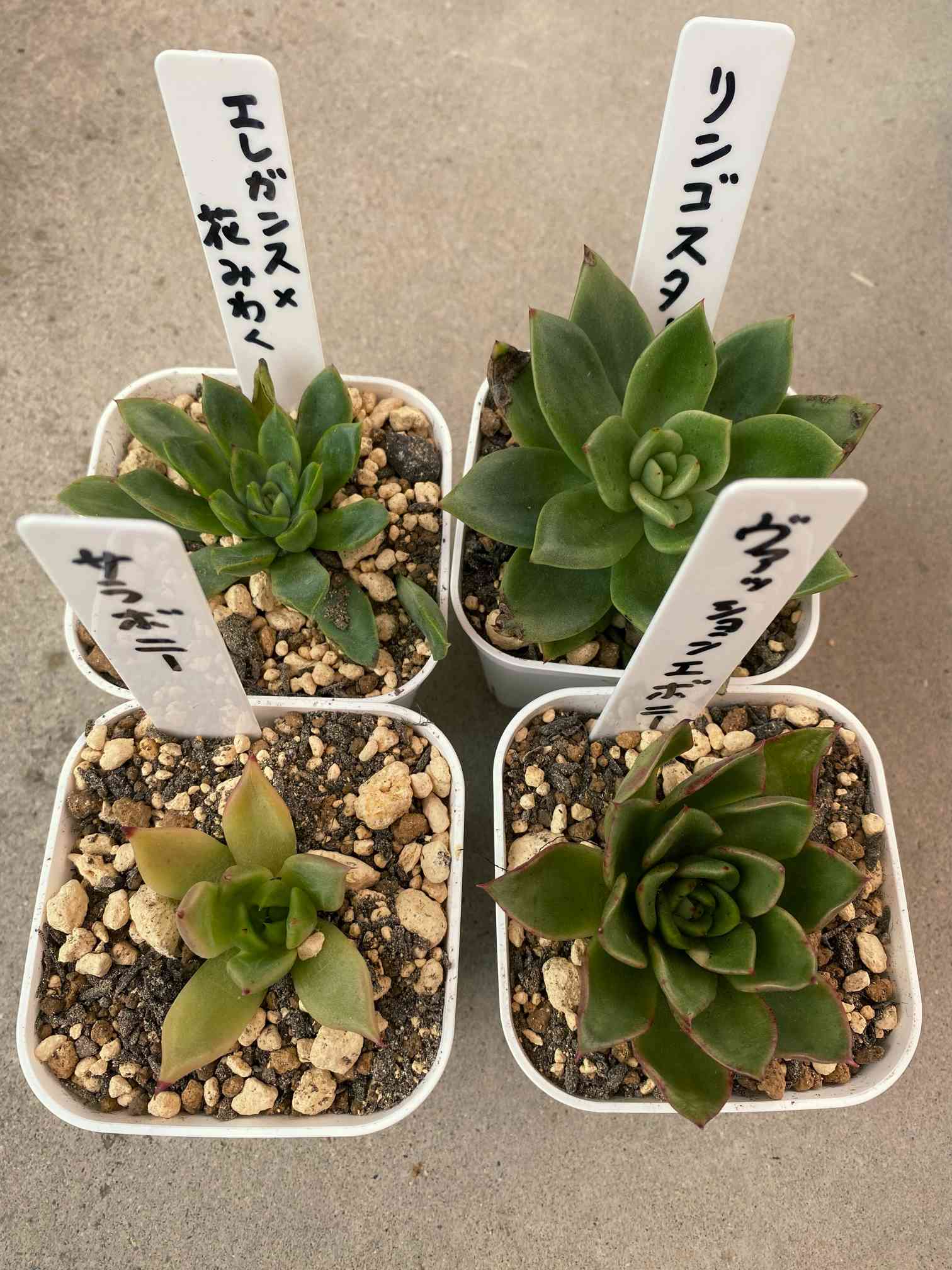 ヴァッションエボニーの一覧｜🍀GreenSnap（グリーンスナップ）