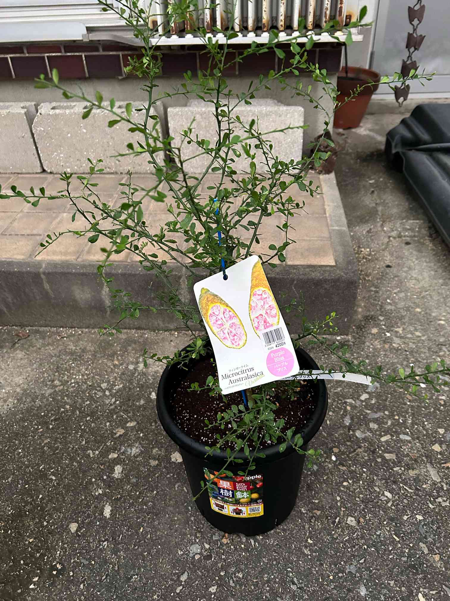 4年生果実つきフィンガーライム接木苗／ピンクアイス 樹高100cm 5号鉢 4