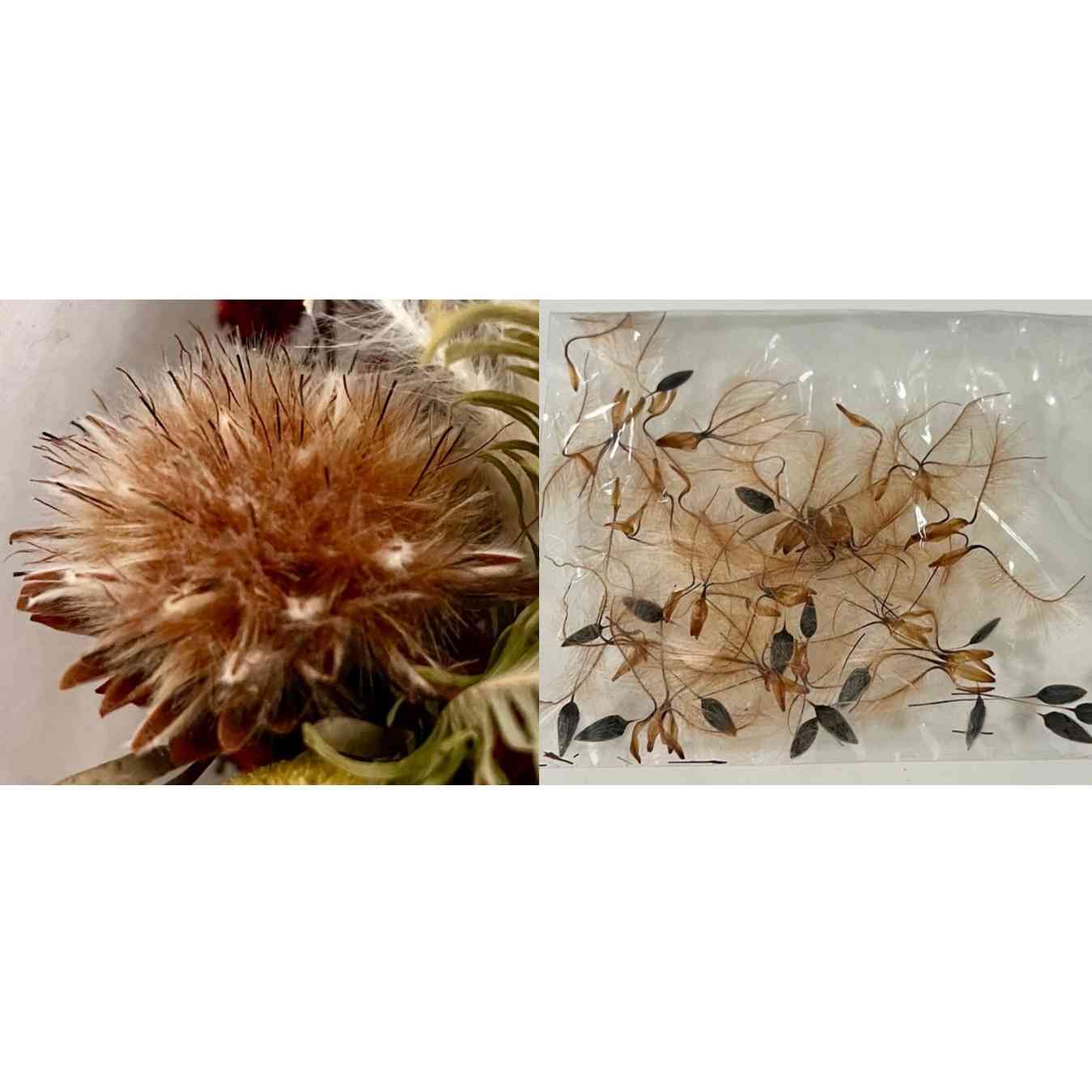 ジクラアギトフクロモモンガフード1000g2個セット 消費期限1年