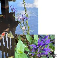 サワギキョウ,自然観察,山野草,花いろいろ,国立公園の画像