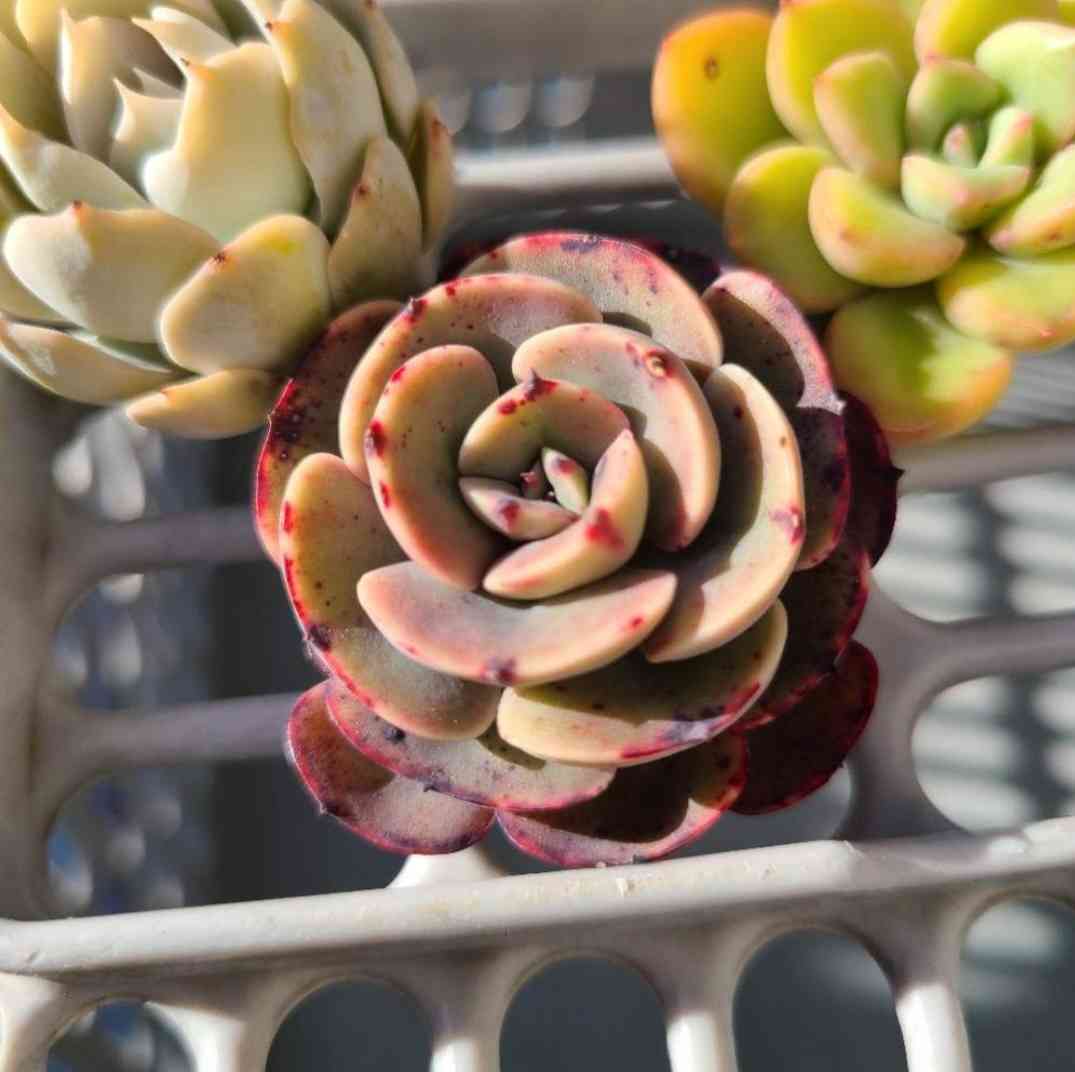 ペルシアの成長記録💜🌹｜🍀GreenSnap（グリーンスナップ）