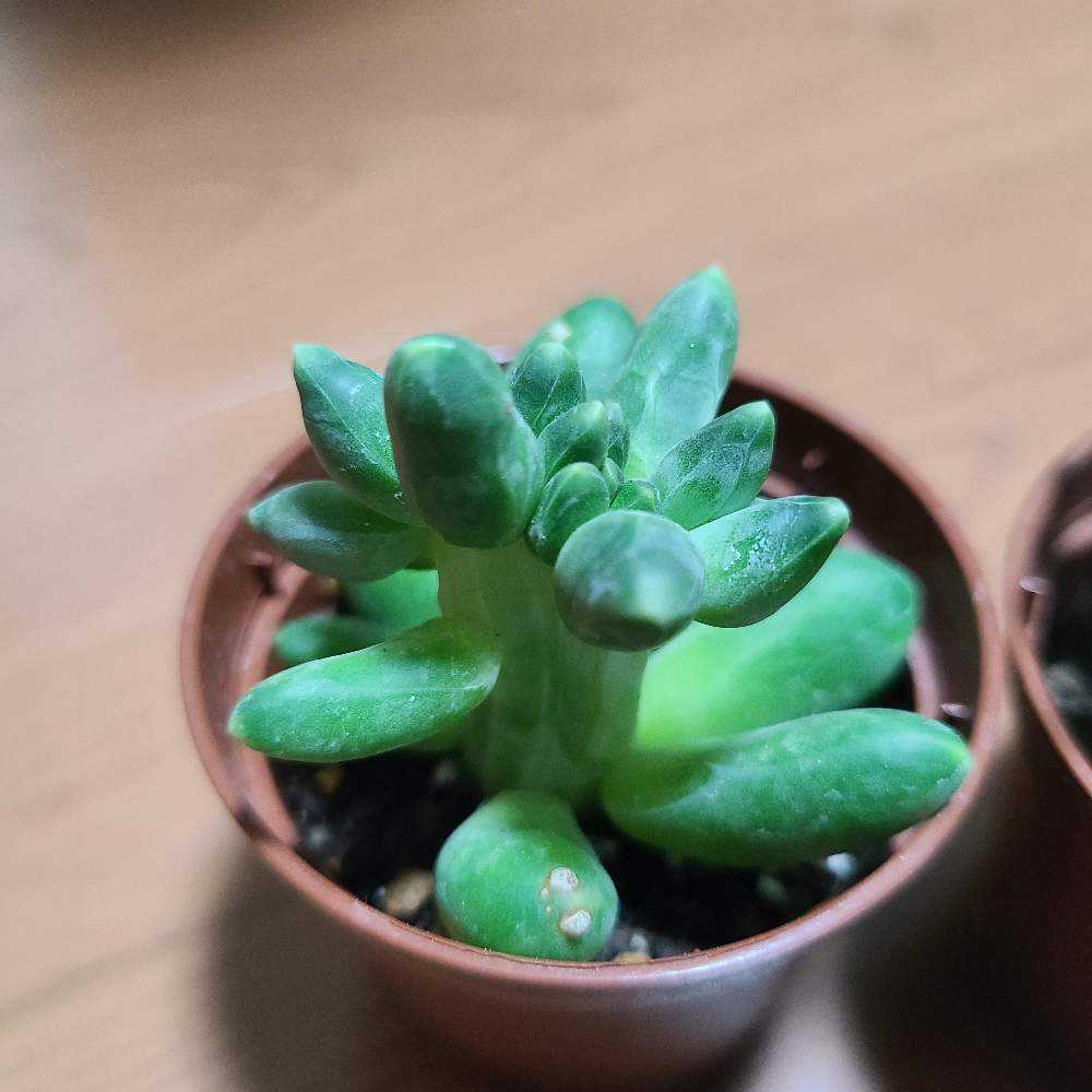 コンパクツムの成長記録🧡✨｜🍀GreenSnap（グリーンスナップ）