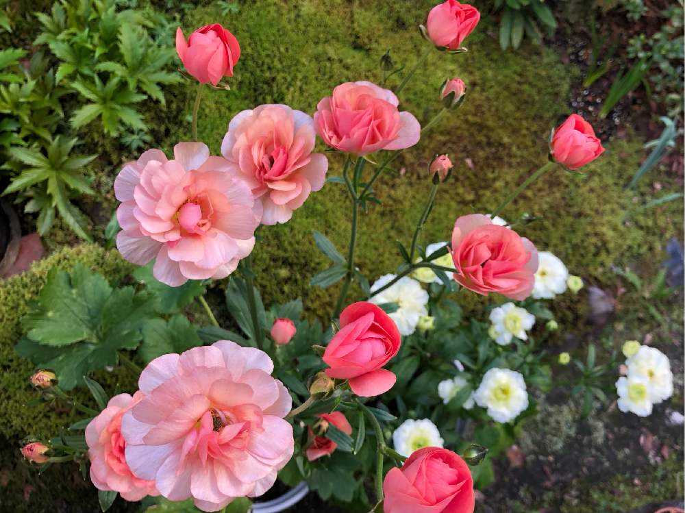ラナンキュラス ラックス🌸Spring 2022 〜 2023 ｜🍀GreenSnap