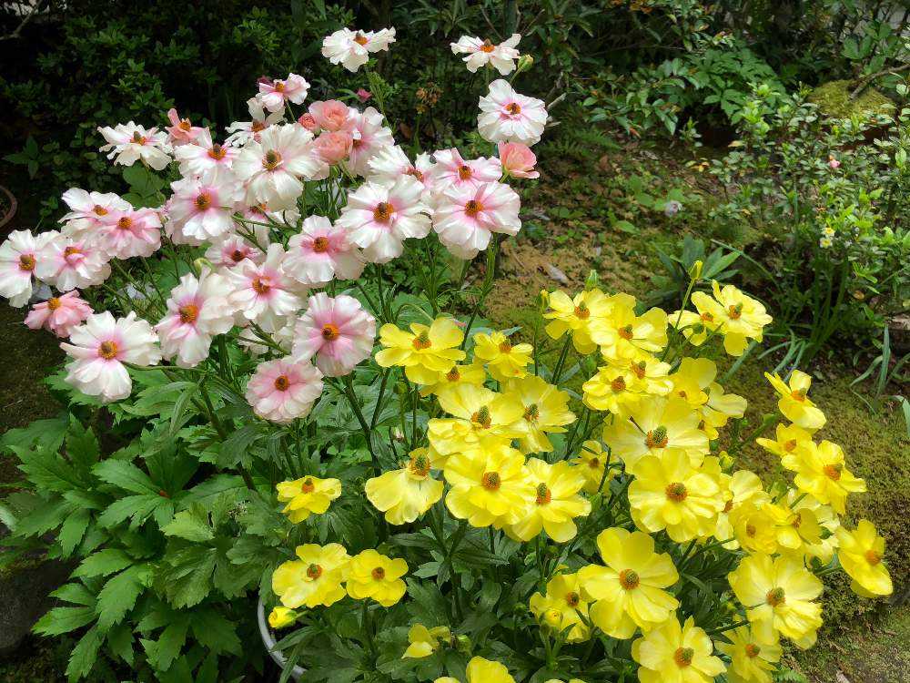 ラナンキュラス ラックス🌸Spring 2022 〜 2023 ｜🍀GreenSnap