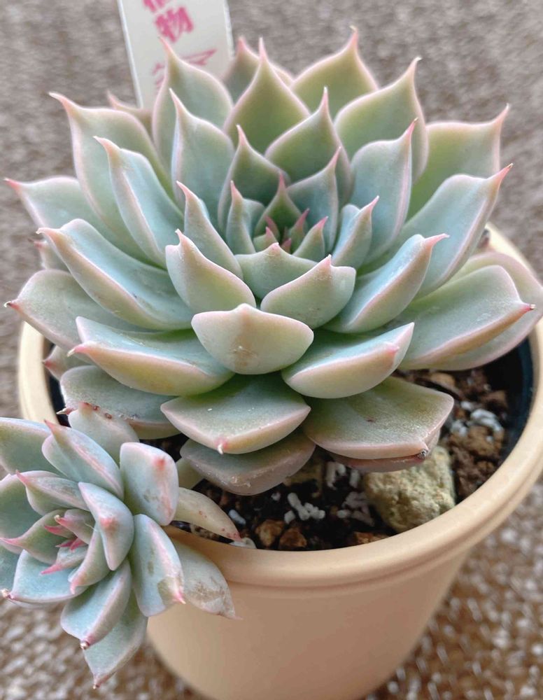 マーガレットレッピン胴切り成長記録｜🍀GreenSnap（グリーンスナップ） 