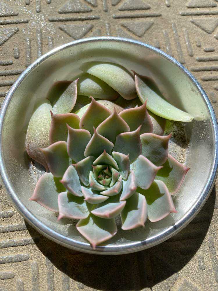 マーガレットレッピン胴切り成長記録｜🍀GreenSnap（グリーンスナップ）