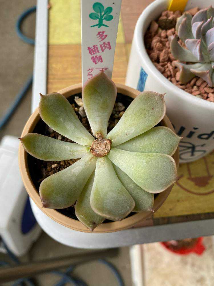 マーガレットレッピン胴切り成長記録｜🍀GreenSnap（グリーンスナップ）