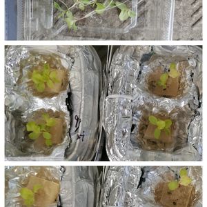 サニーレタス,100均,水耕栽培,初心者,ヨーグルトの容器の画像