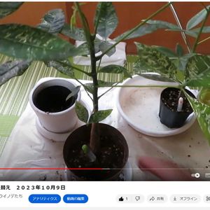 パキラ,観葉植物,植え替え,実生,インテリアグリーンの画像