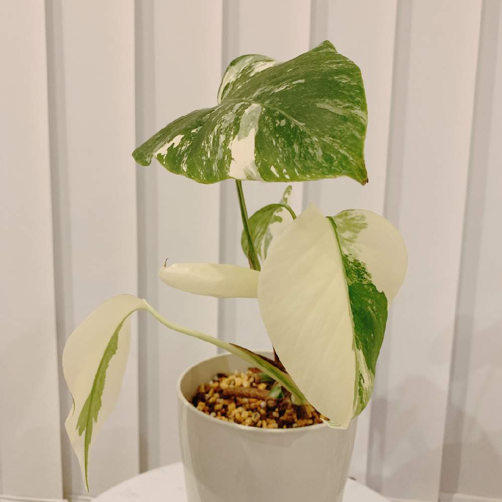 斑入り モンステラ ホワイトタイガー ハーフムーン - 植物/観葉植物