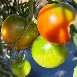 トマト,一年草,プランター植え,花のある暮らし,夏野菜の画像