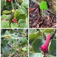 コブシ,モクレン,ムサシアブミ,ヘクソカズラ,よそのお庭の画像