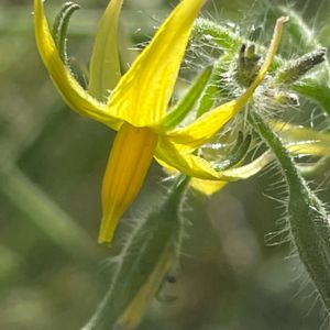 トマト,ミニトマト,花壇,ガーデニング,野菜の花の画像