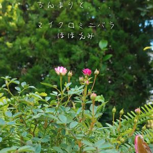 植物のある暮らし,バラ・ミニバラ,外管理,ピンク❤︎ピンク,ネフロレピス ツデーの画像