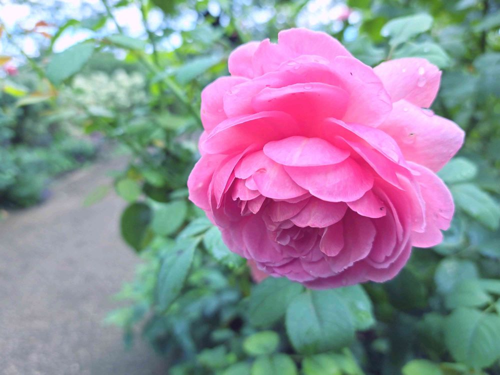 エリィさんの港の見える丘公園への投稿