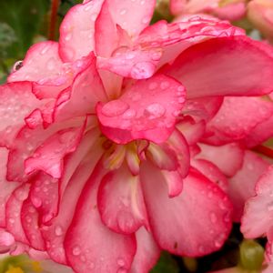 球根ベゴニア,ピンク,癒し,ピンクの花,綺麗の画像