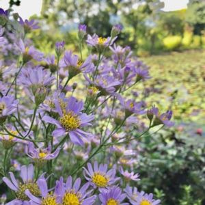 シオン,ヨメナ,青空,花のある暮らし,今日のお花の画像