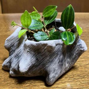 鉢植え,100均観葉植物,わが家の観葉植物❢,葉っぱ好き,挿し木から成長の画像