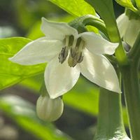 ピーマン,花壇,ガーデニング,野菜の花,自家製野菜の画像