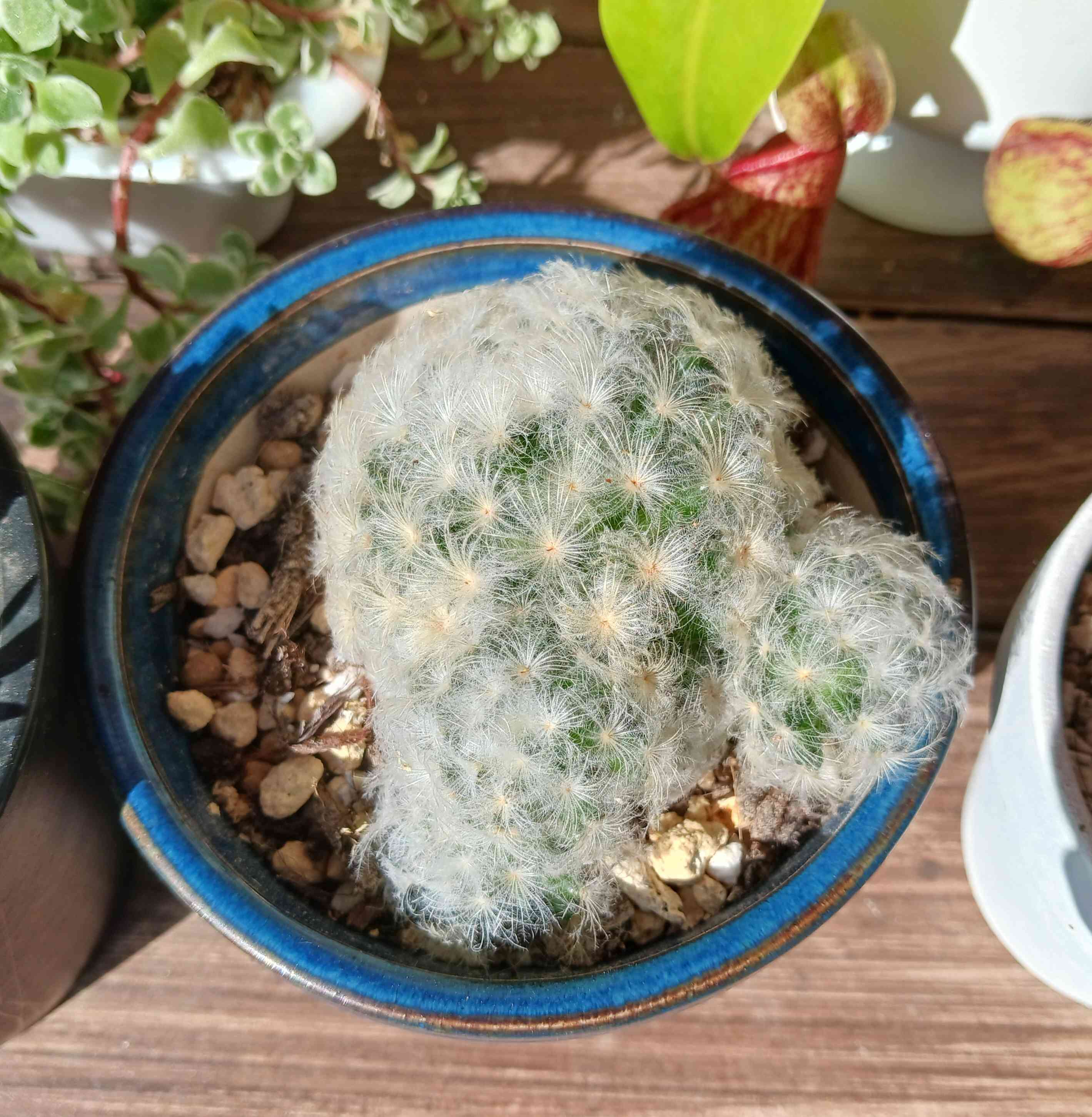 Amazon.co.jp: マミラリア 白星 Mammillaria plumosa 実生 群生