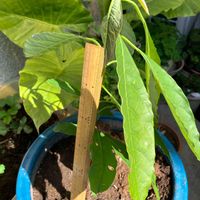 アボカド,水耕栽培の画像