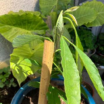 ビオラ,タネ,種とり大好き(^.^)/の画像