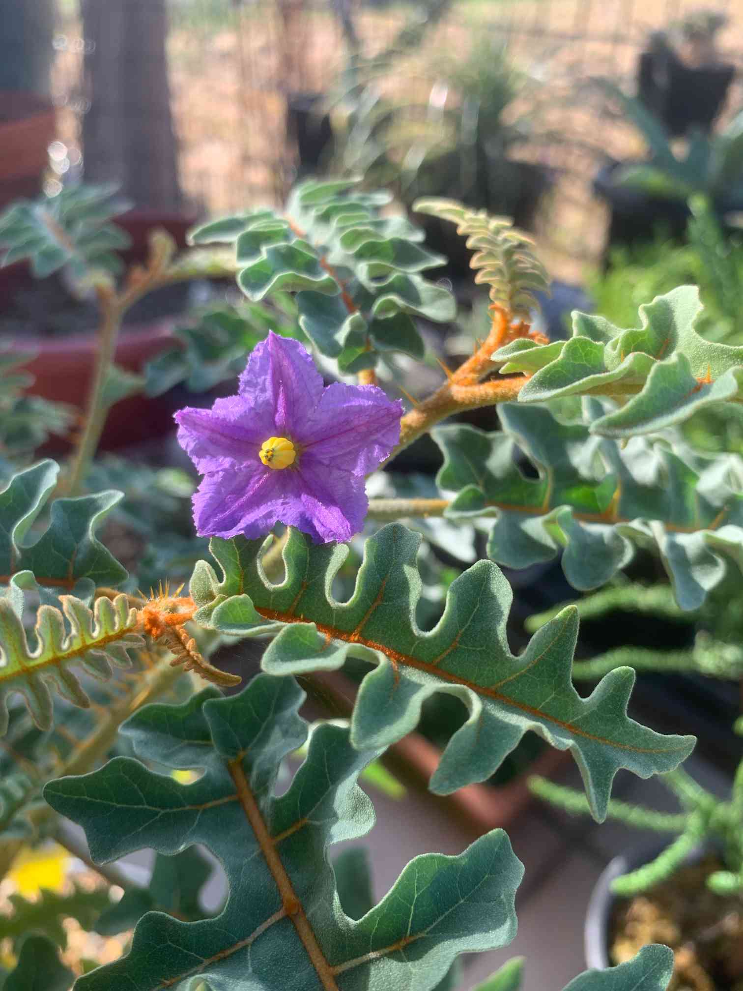 苗木・植木【専用①】穂木 イチジク - 果樹