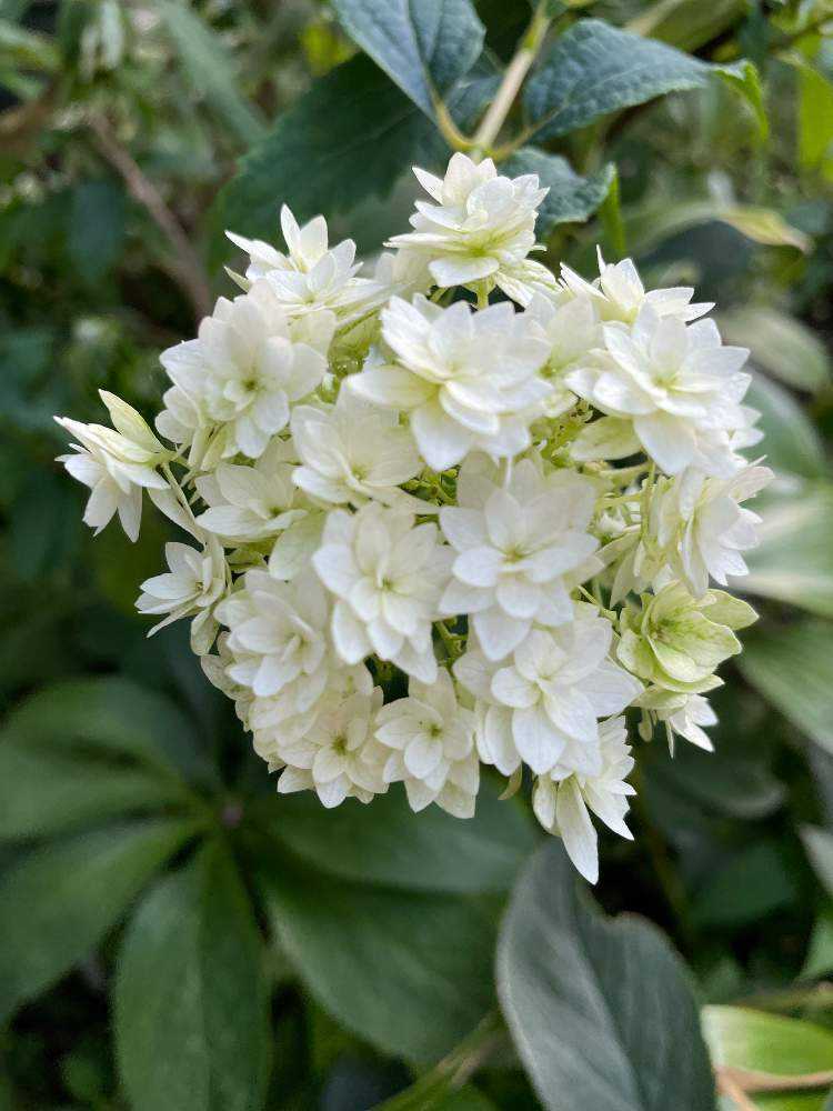 白い花🤍だヨ！全員集合🌻🐸🌵｜🍀GreenSnap（グリーンスナップ）