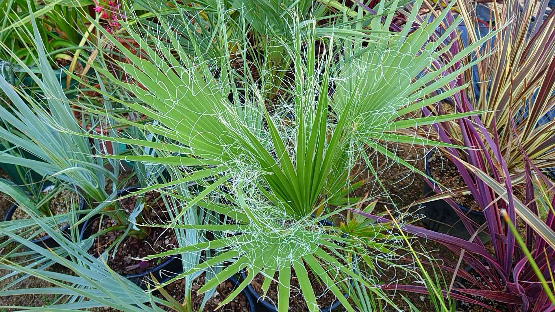 ナンノロプス リチアナ シルバー - 観葉植物