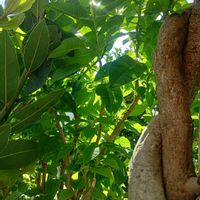 フジ,ポインセチア,ローリエ,ふじ,植物のある暮らしの画像