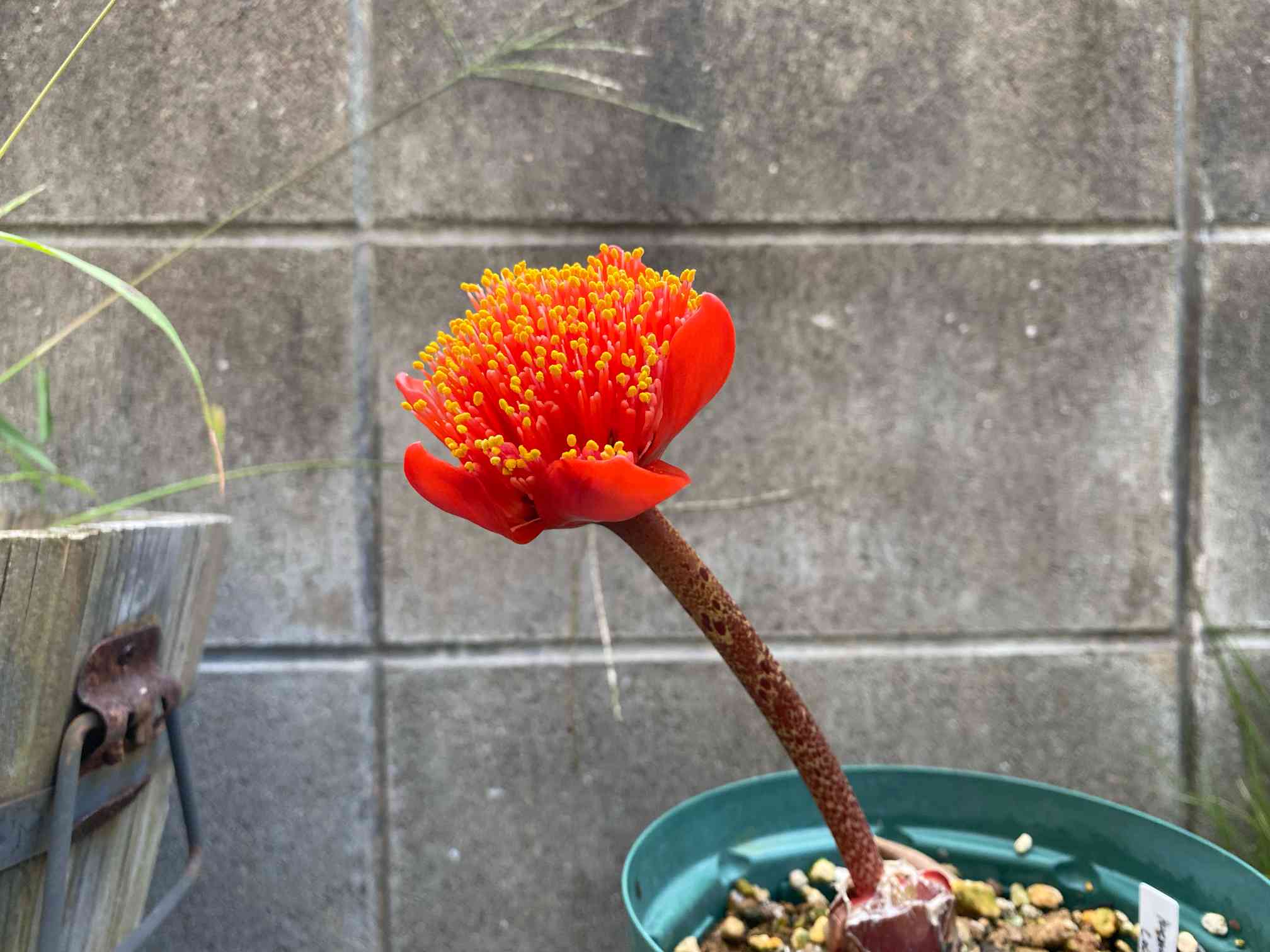 ハエマンサス・コッキネウスの植え替え｜🍀GreenSnap（グリーンスナップ）