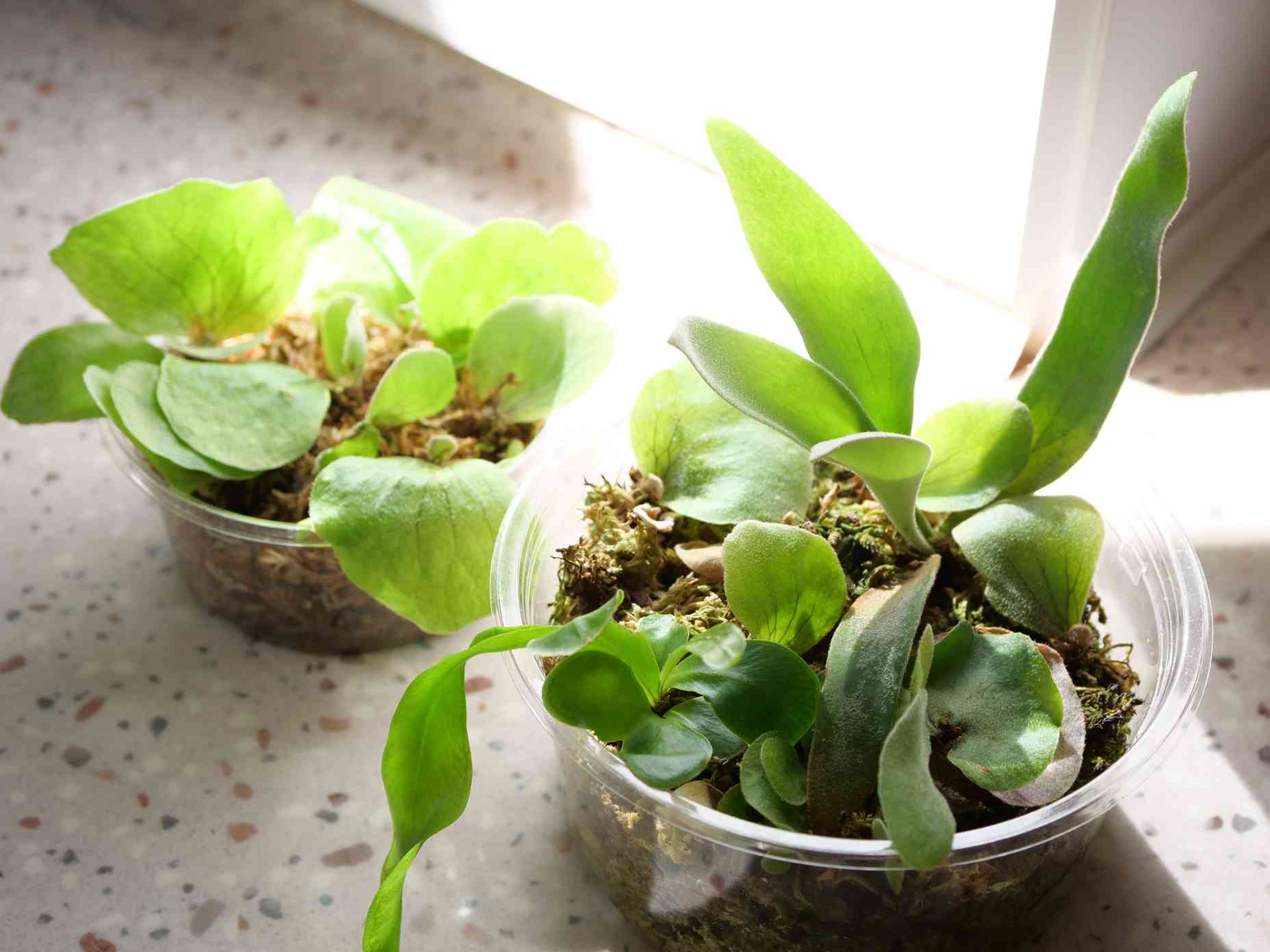 ビカクシダ hillii x coronarium 'Flamenco' TC P. Flamenco（hillii x