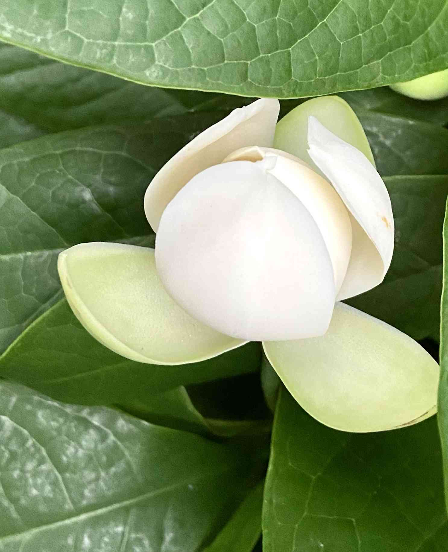 白玉木蓮　トキワレンゲ　植木 トキワレンゲ 白玉木蓮 植木 - メルカリ
