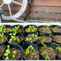 ルッコラ,ディル,新芽,ベランダガーデニング,種まきの画像
