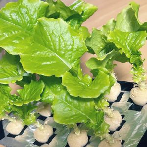 チマサンチュ,種から,野菜 水耕栽培,室内栽培,野菜の収穫の画像