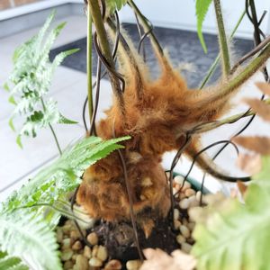 タカワラビ,キンモウコウ,観葉植物,シダ植物,美しいの画像