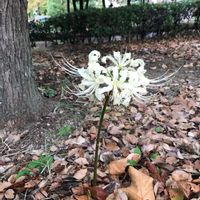 ヒガンバナ,シロバナマンジュシャゲ,白花,正岡子規の画像
