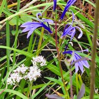 サワギキョウ,フジバカマ,山野草,ブルー,有毒植物の画像