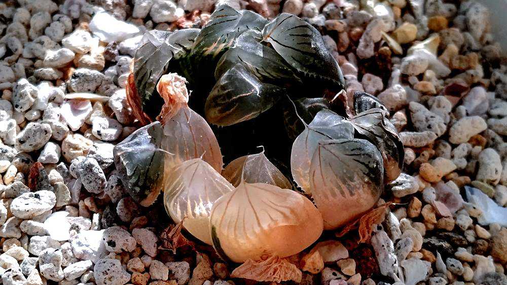 ○ハオルチア ブラックオブツーサ錦×白蛇伝交配種の成長記録