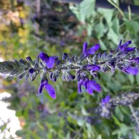 サルビア,ラベンダーセージ,サルビア インディゴ スパイヤーズ,公園,鉢植えの画像