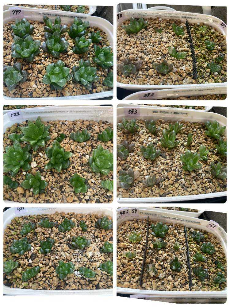 ハオルチア実生チャレンジ!|🍀GreenSnap(グリーンスナップ) ハオルチア実生チャレンジ!|🍀GreenSnap(グリーンスナップ)