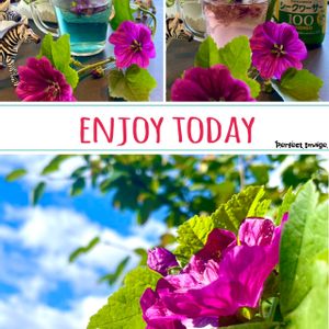 観葉植物,ハーブティー,ピンクの花,北海道,コラージュの画像
