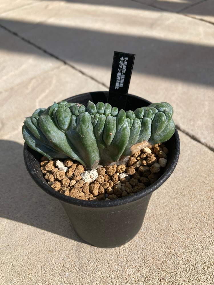 竜神木　綴化　抜き苗①② ミルティロカクタス：竜神木綴化（りゅうじんぼく・てっか）3号