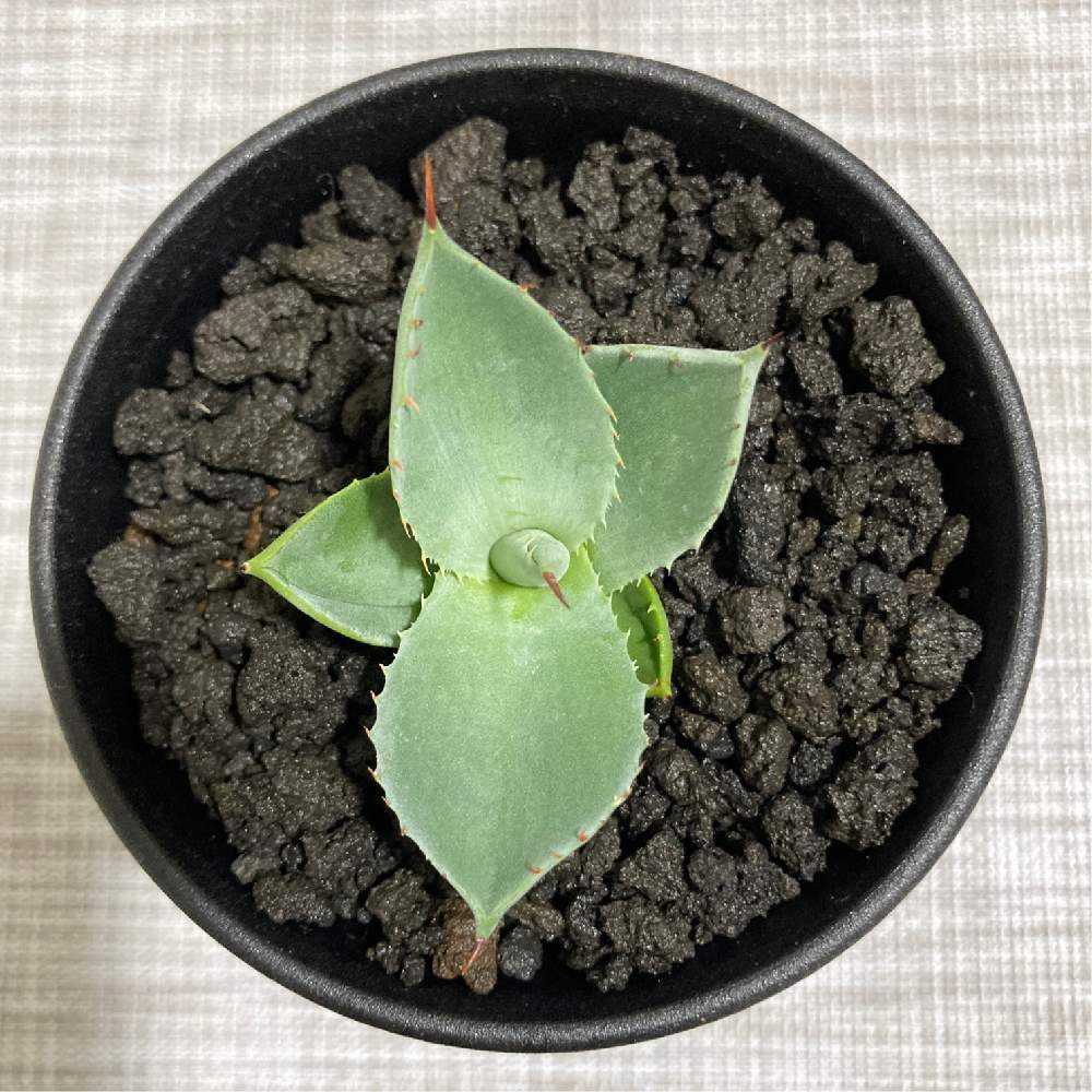 トランカータ(20cm抜き苗) アガベ パリー トランカータ(20cm抜き苗) アガベ パリー トランカータ(20cm抜き苗