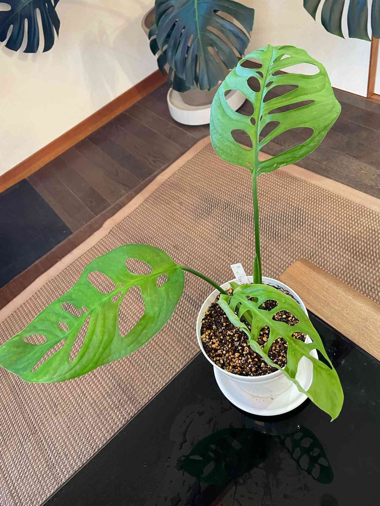 モンステラ エスケレートの一覧｜🍀GreenSnap（グリーンスナップ）
