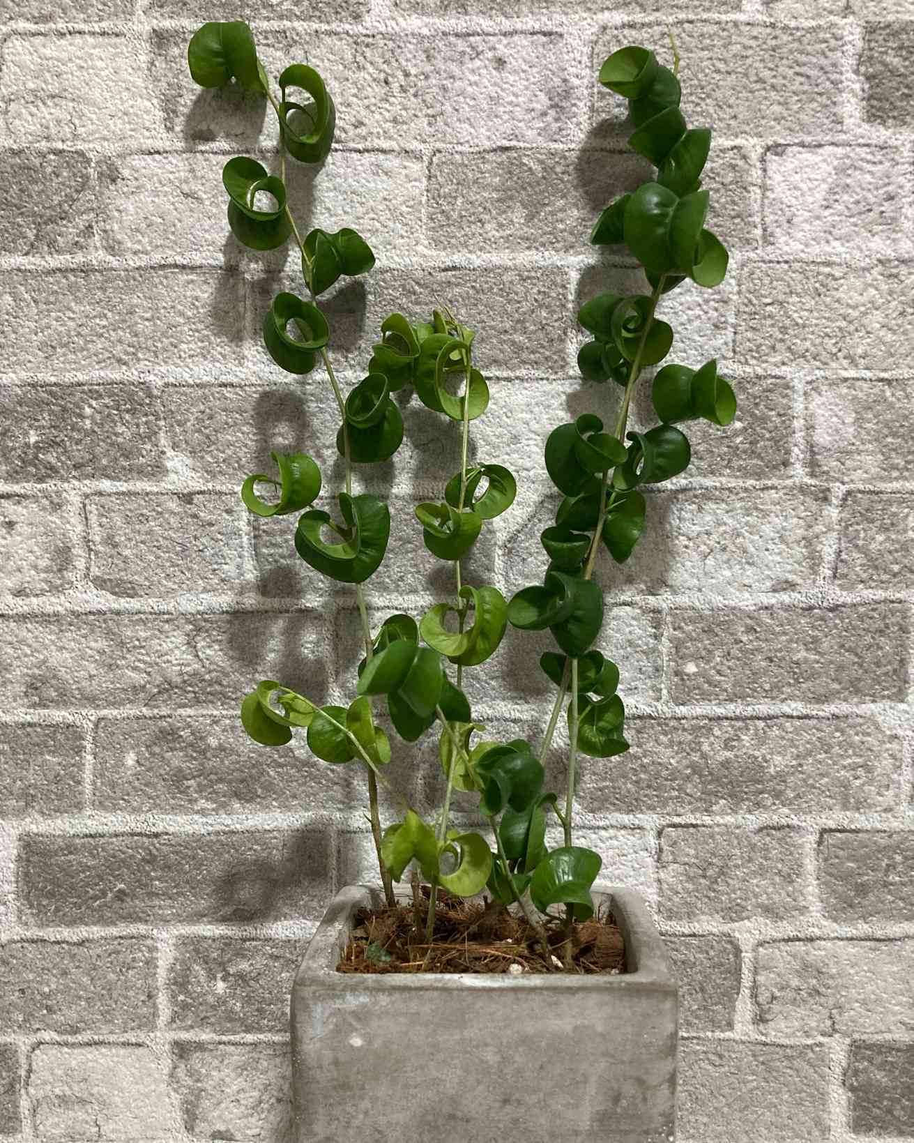 ベンジャミンバロック 挿し木 発根済み - 植物/観葉植物