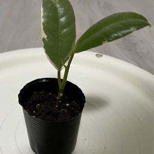 斑入りゴムの木,観葉植物,100均,100均観葉植物大好き,バルコニー/ベランダの画像