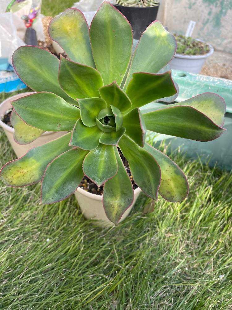我が家のアエオニウム属｜🍀GreenSnap（グリーンスナップ）